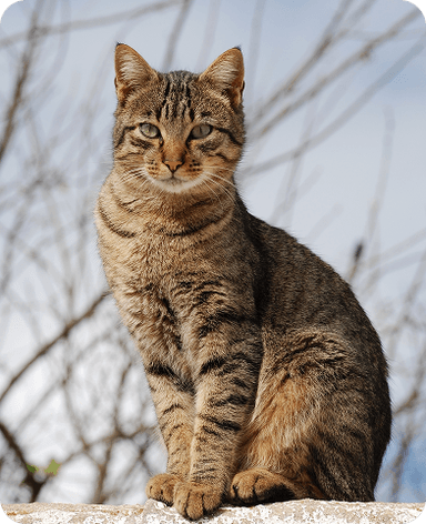 Profile photo of Luna